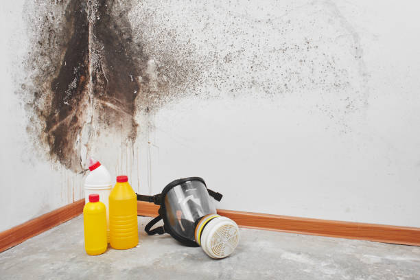 Best Crawl Space Mold Removal  in Forsyth, MT