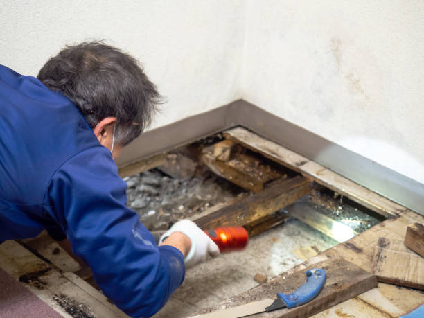 Best Mold Cleaning Services  in Forsyth, MT