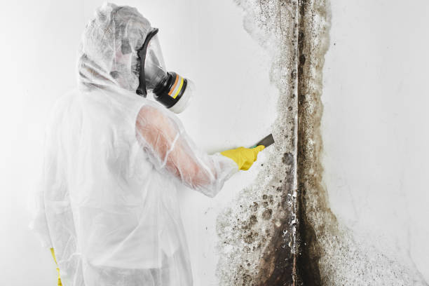 Best Commercial Mold Removal  in Forsyth, MT