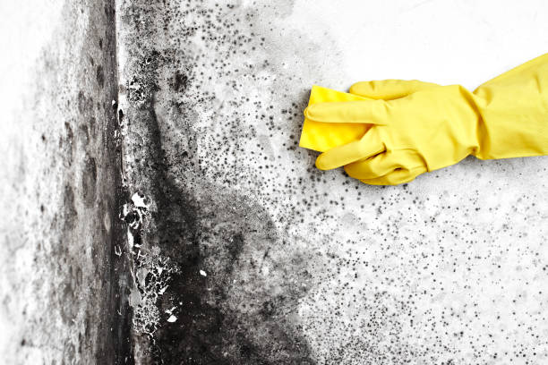 Best Mold Testing  in Forsyth, MT
