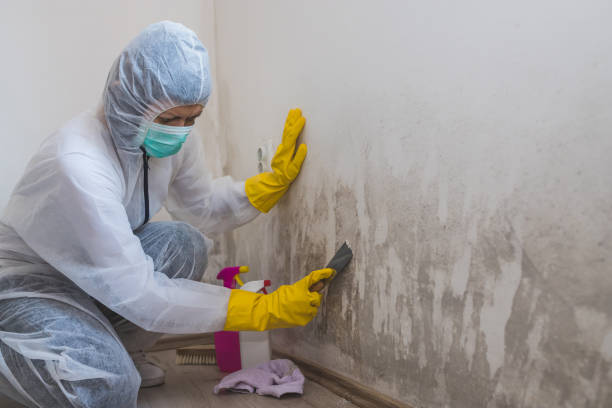 Forsyth, MT Mold Removal Company