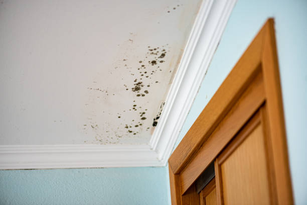 Crawl Space Mold Removal in Forsyth, MT