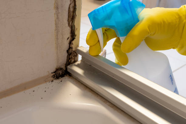 Best Mold Remediation  in Forsyth, MT