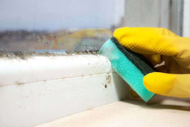 Best Home Mold Removal  in Forsyth, MT