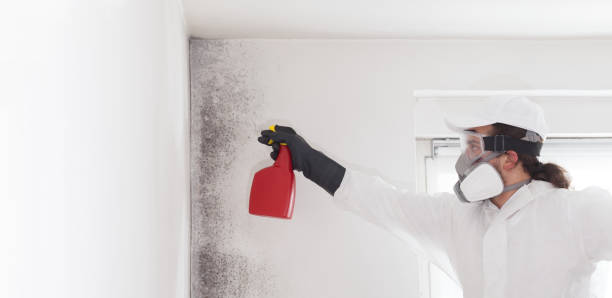 Best Best Mold Removal Companies  in Forsyth, MT