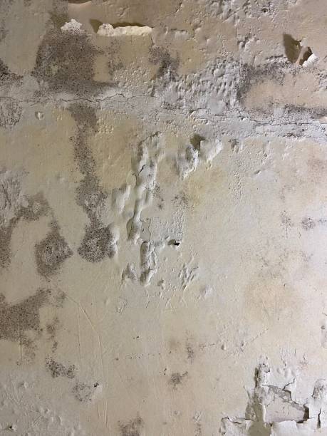 Forsyth, MT Mold Removal Company