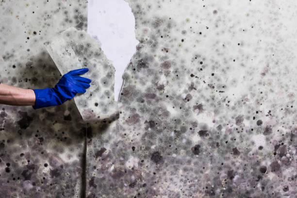 Best Best Mold Removal Companies  in Forsyth, MT