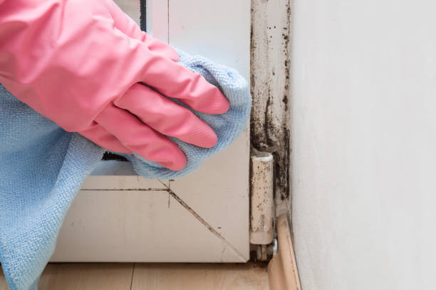 Attic Mold Removal in Forsyth, MT
