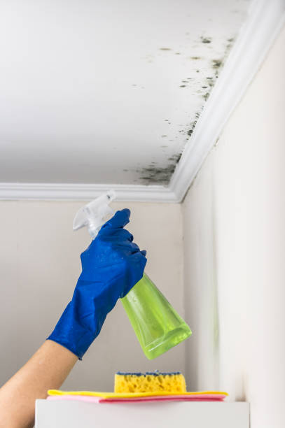 Forsyth, MT Mold Removal Company