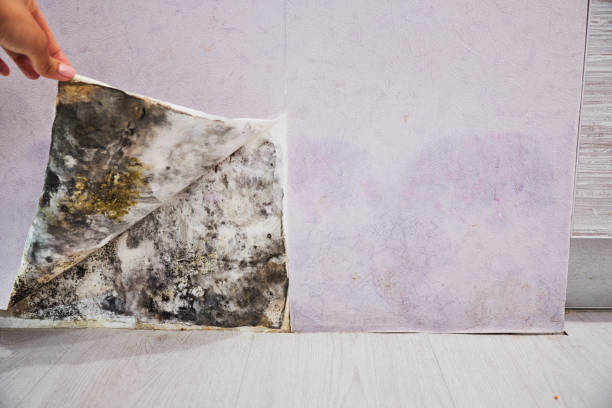 Best Professional Mold Removal  in Forsyth, MT